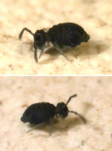 Sminthurinus sp.